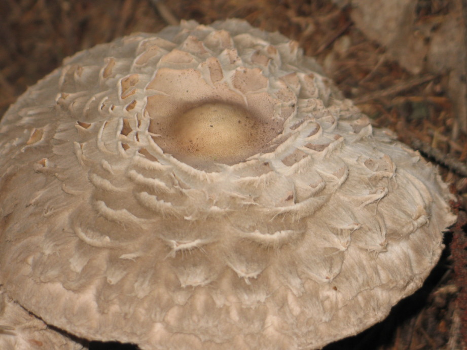 macrolepiota rachodes?